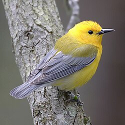 Aves
