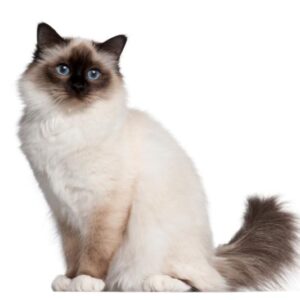 Felinos